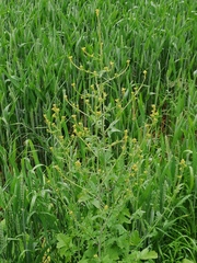 Sisymbrium officinale