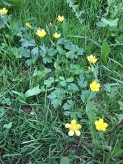 Ranunculus repens