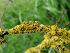 Xanthoria parietina