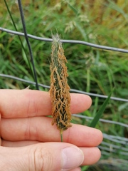 Alopecurus pratensis