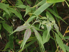Vitex negundo cannabifolia
