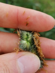 Alopecurus pratensis