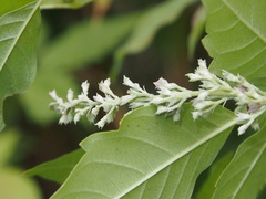 Vitex negundo cannabifolia