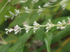 Vitex negundo cannabifolia