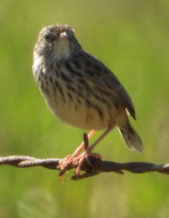 Cisticola textrix textrix