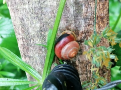 Cepaea nemoralis