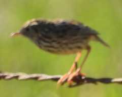 Cisticola textrix textrix
