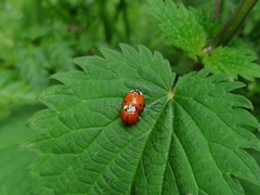 Harmonia axyridis