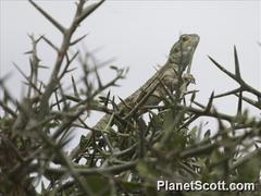 Acanthocercus atricollis