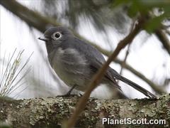 Melaenornis fischeri
