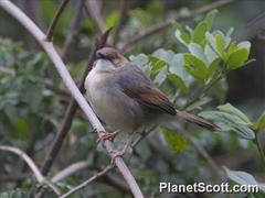 Cisticola cantans