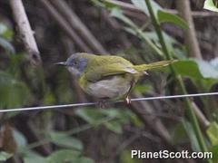 Apalis flavida
