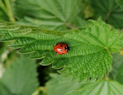 Coccinella septempunctata