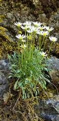 Erigeron cronquistii