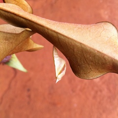 Colotis evanthe evanthe