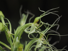 Habenaria pantlingiana