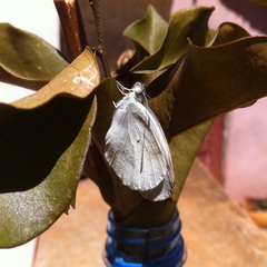 Colotis evanthe evanthe