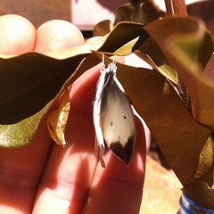 Colotis evanthe evanthe