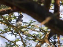 Melaniparus albiventris