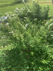 Spiraea nipponica