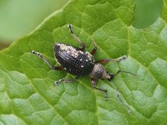 Otiorhynchus lepidopterus
