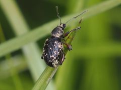 Otiorhynchus lepidopterus