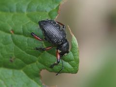 Dodecastichus geniculatus