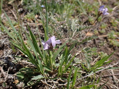 Gueldenstaedtia verna