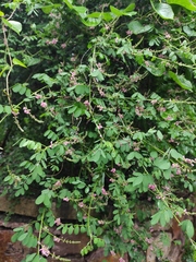 Indigofera amblyantha