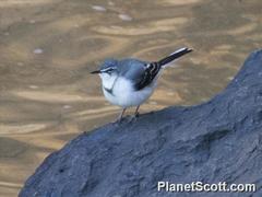 Motacilla clara