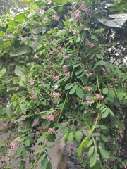 Indigofera amblyantha