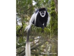 Colobus guereza