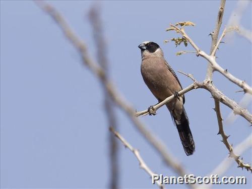 iNaturalist image
