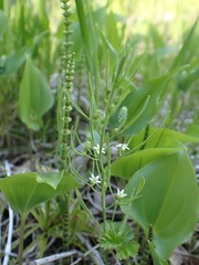 Thesium repens