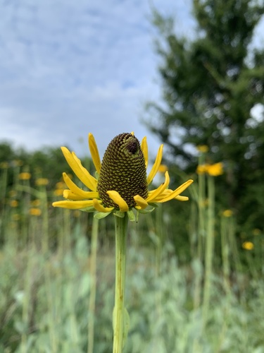 great coneflower (Rudbeckia maxima)