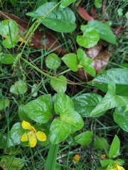 Lysimachia congestiflora