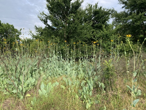 Rudbeckia maxima