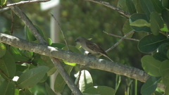Passer diffusus stygiceps