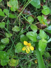 Lysimachia congestiflora