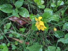 Lysimachia congestiflora