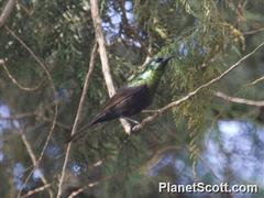 Nectarinia kilimensis