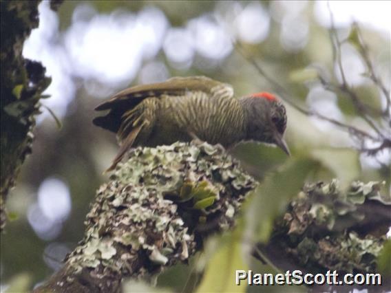 Tullberg's Woodpecker