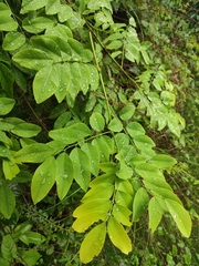 Dalbergia odorifera
