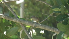 Passer diffusus stygiceps