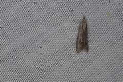 Phryganeutis cinerea