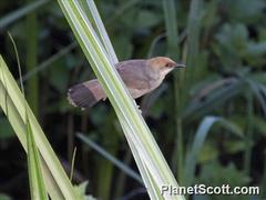Cisticola chubbi