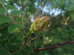Robinia viscosa