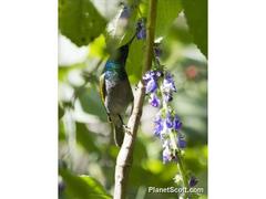 Cyanomitra verticalis