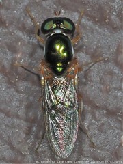 Cephalochrysa canadensis