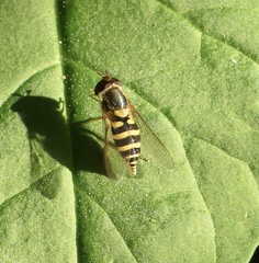 Syrphus rectus